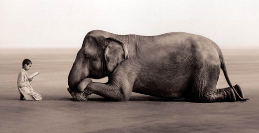 ashesandsnow-org-elephant2